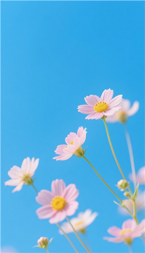 蓝色天空下的粉色小花图片